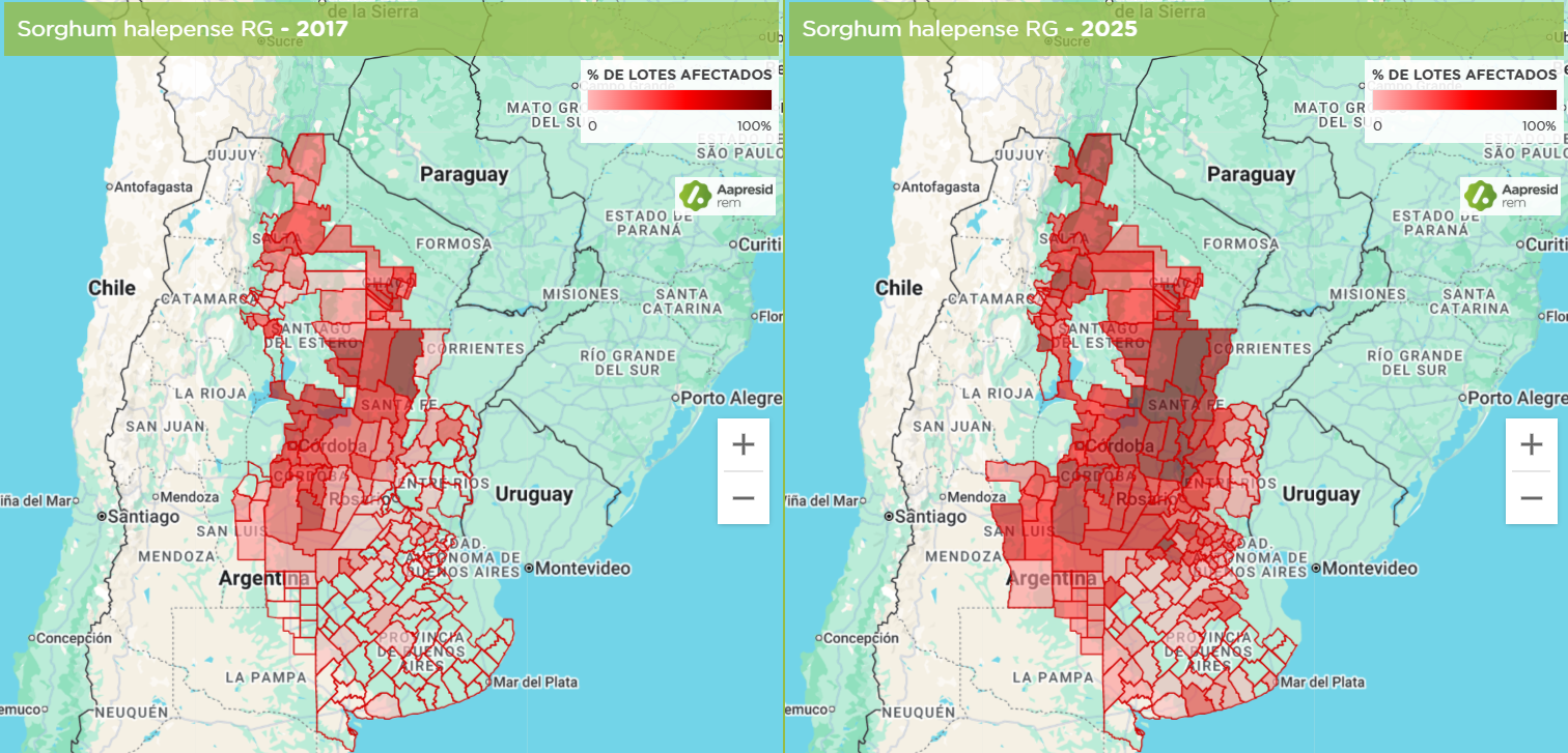 Figura 1. Porcentaje de lotes afectados con Sorghum halepense resistente a glifosato en 2017 y 2025. Fuente Mapas REM-Aapresid. 