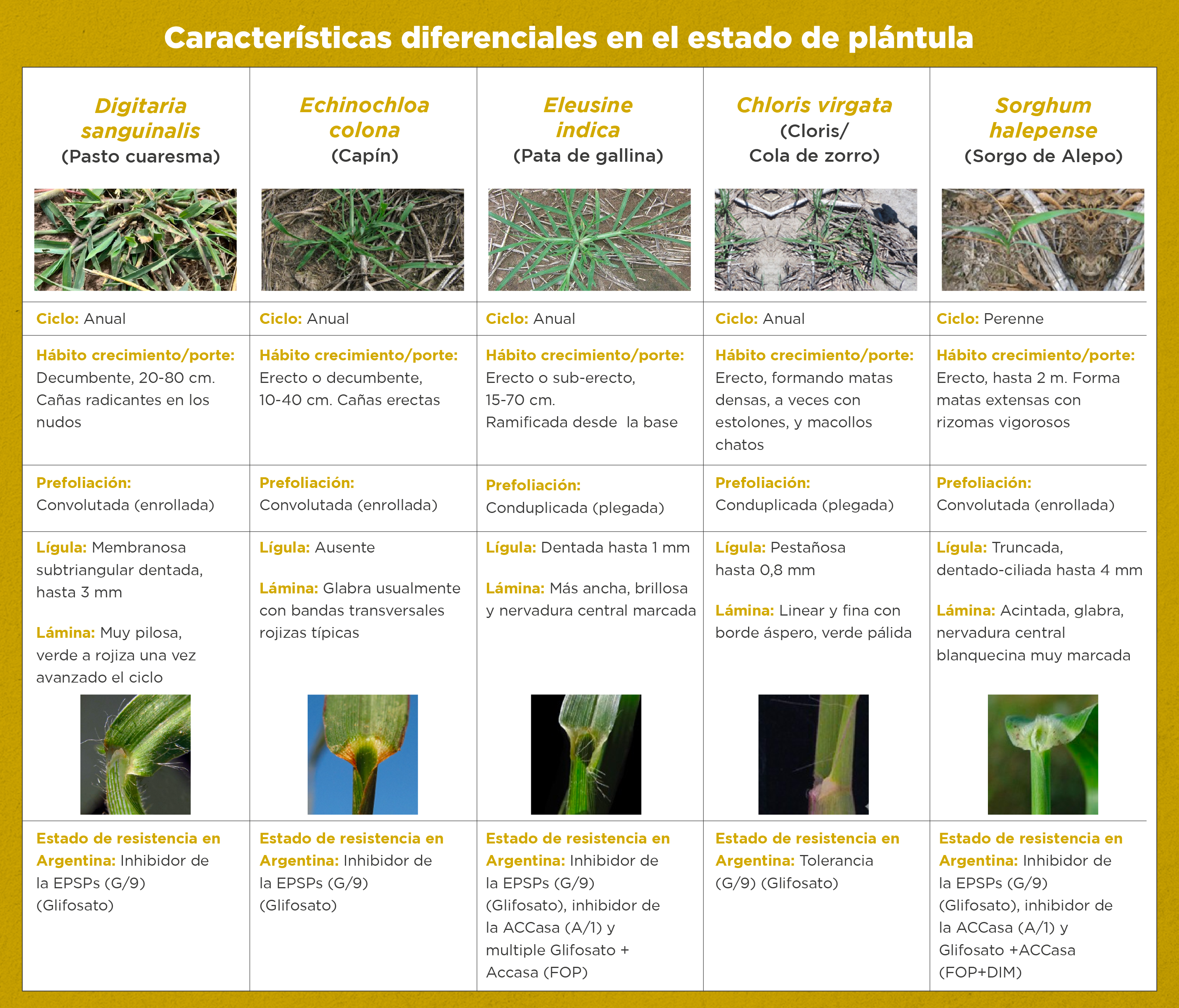 Figura 2. Características morfológicas distintivas a nivel vegetativo de Digitaria sanguinalis, Echinochloa colona, Eleusine indica, Chloris virgata y Sorghum halepense.