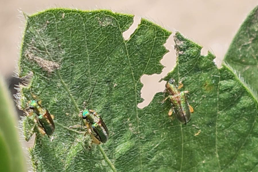 Foto 1: Presencia y daño de Megascelis sp. en soja