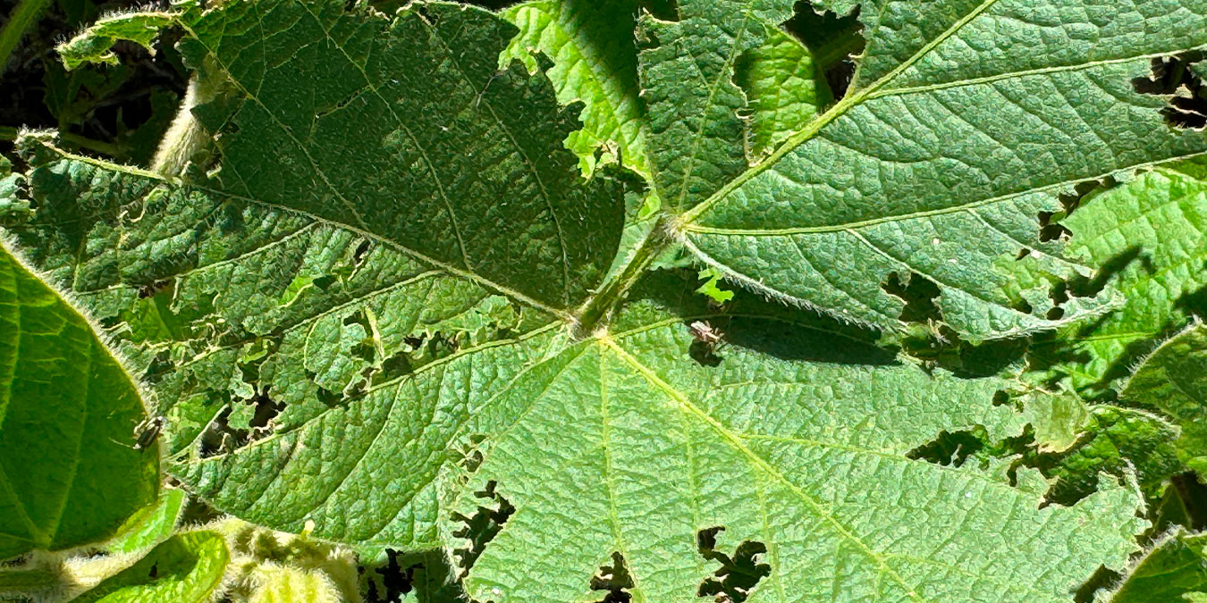 Foto 2:  Daños foliares ocasionados por Megascelis sp. en soja 