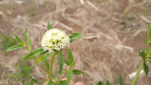 Borreria spinosa (Botoncito blanco) es una especie perenne tolerante a glifosato y a herbicidas auxínicos. Foto, gentileza de Sebastián Sabaté.