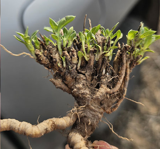 Xilopodio de gran calibre y rebrote Borreria. Foto, gentileza REM.