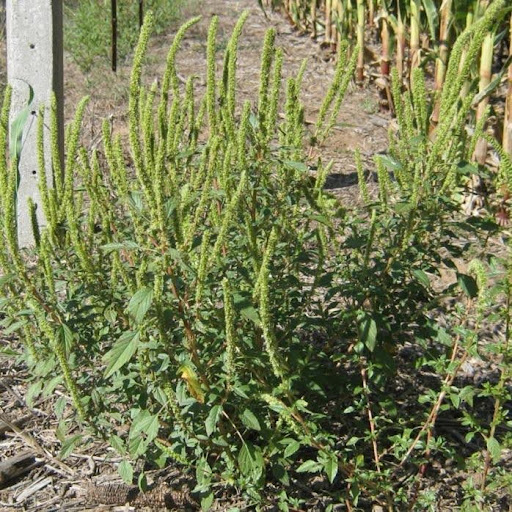Dada la gran producción de semillas y rápida dispersión de Amaranthus dentro y entre lotes, es clave la disminución de plantas acudiendo a estrategias combinadas de control cultural y químico