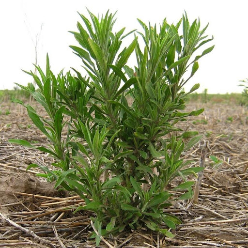 Conyza sp. (Rama Negra) presenta biotipos resistentes a Glifosato, ALS y sospecha de resistencia a herbicidas hormonales.