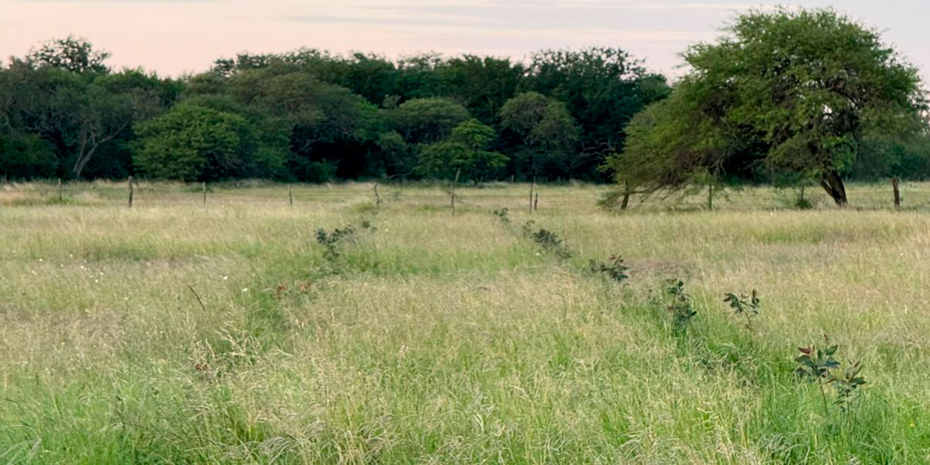 “Ecobosques ganaderos” es otro de los proyectos en mira la de Bioinnova y que combina producción forestal con recría bovina.