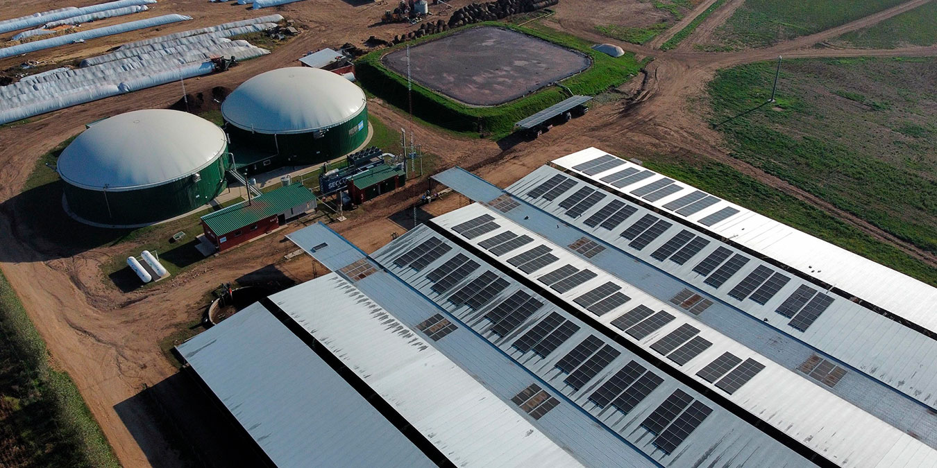 Carne, energía y bioetanol, todo en uno.