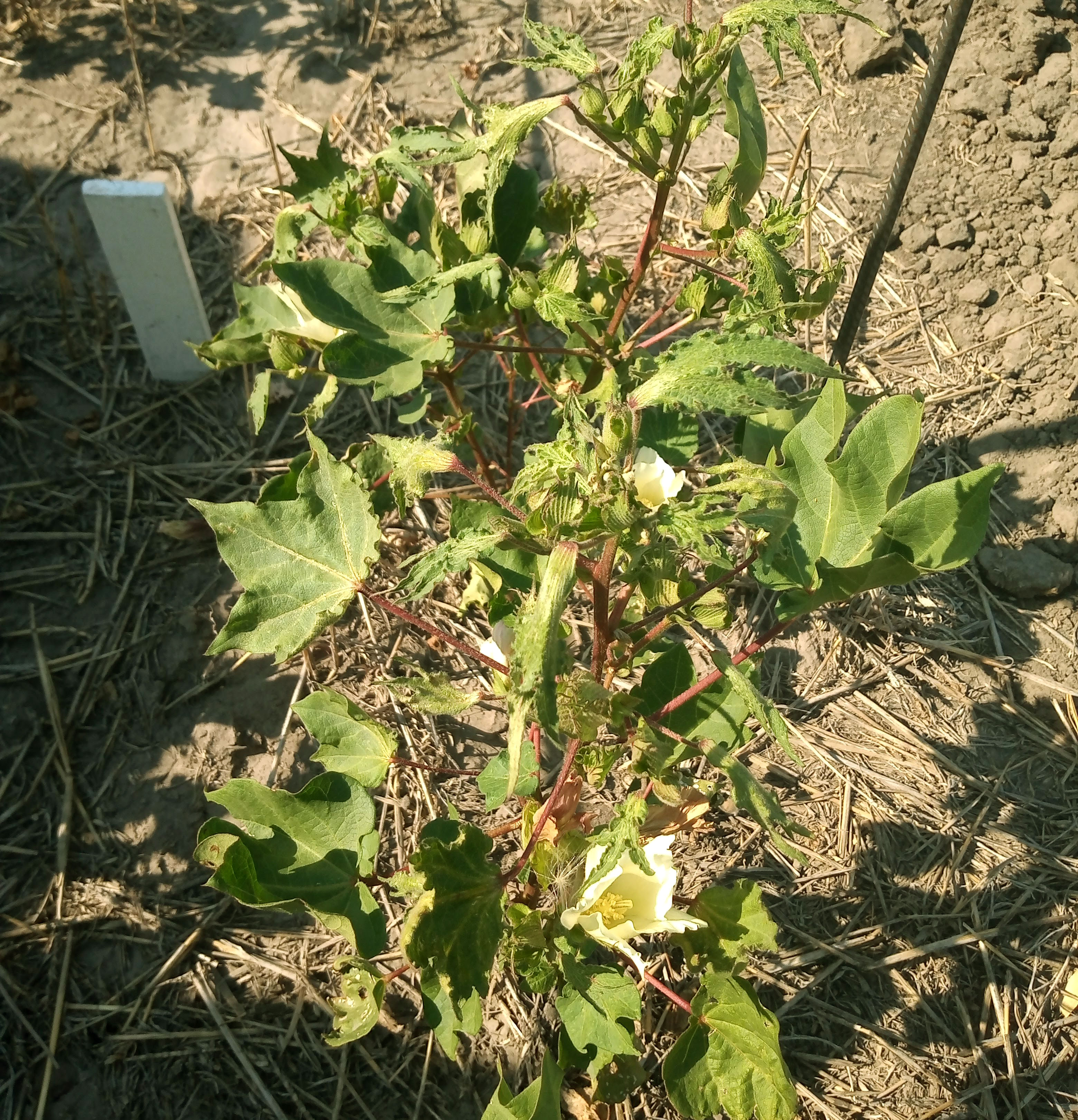 El algodón es uno de los cultivos más sensibles a herbicidas hormonales como el 2,4-D. 