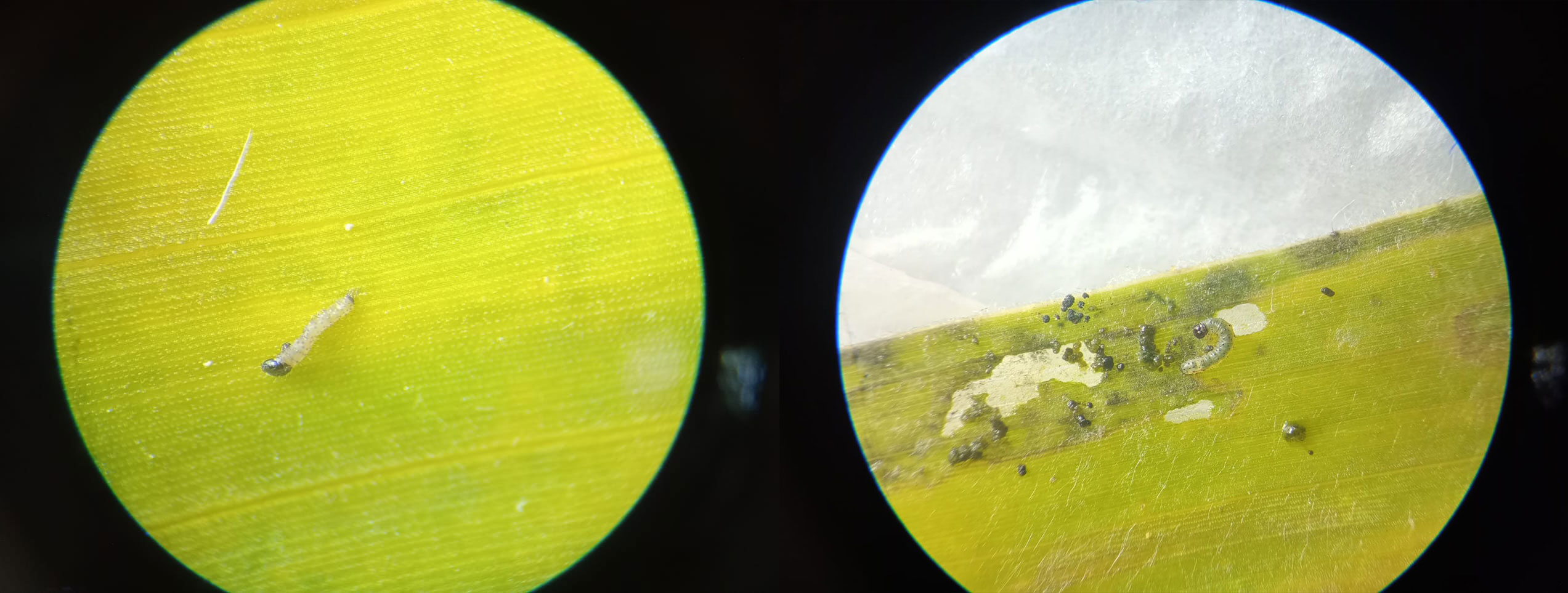 Fig.1:  Defoliación  producida  por  larvas  de S. frugiperda en maíz Bt con tecnología Vip. Población susceptible (izquierda) y resistente (derecha).