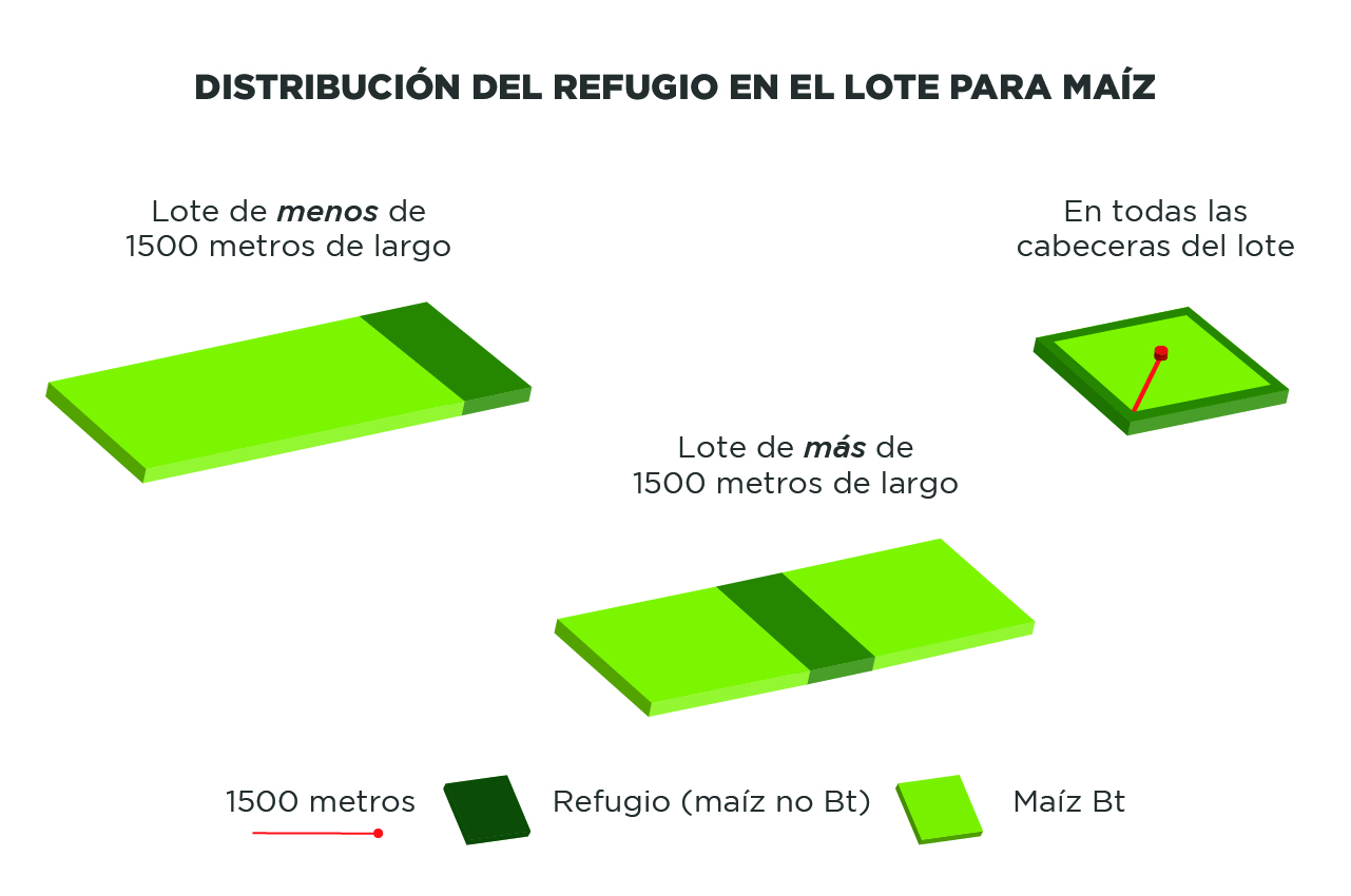 Fig. 2: Opciones de distribución del 10% de refugio en el lote de maíz
