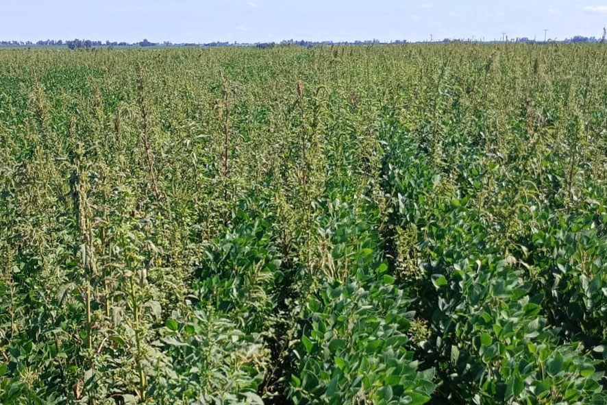 Figura N°1: Plantas de A. hybridus con sospecha de resistencia a sulfentrazone creciendo en un cultivo de soja.