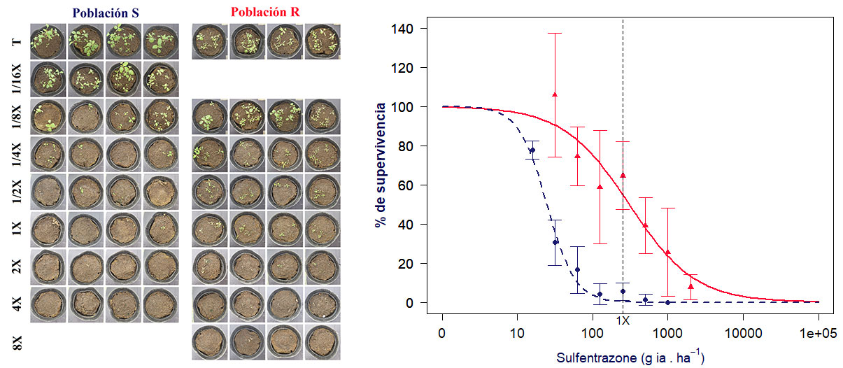 Figura N°2: Fotografías de las macetas de cada población para cada dosis a los 20 DDA. Figura N°3: Curva dosis-respuesta para las poblaciones S (línea de puntos azules) y R (línea entera roja).