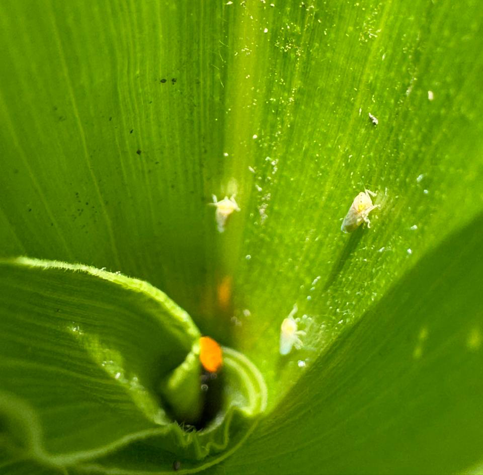 Figura 1. Adultos de D. maidis sobre cultivo de maíz. Fuente: Mario Giergoff.