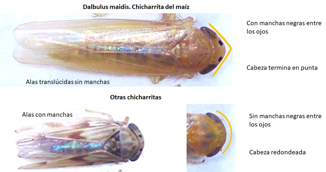 Figura 2. Guia visual para el reconocimiento de D. maidis según determinadas características morfológicas. Fuente: EEAOC.