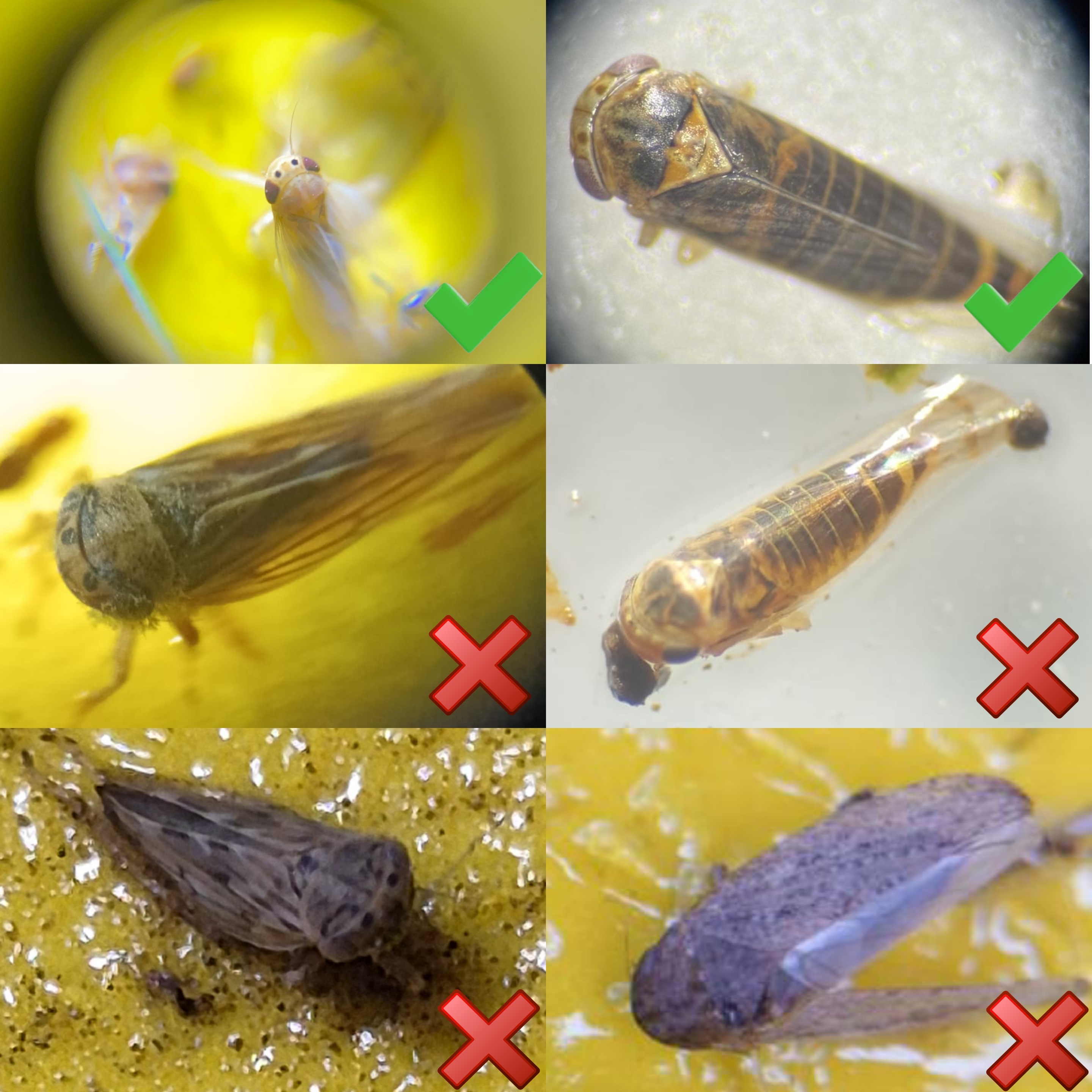 Figura 3. Adulto de D. maidis regular e invernante (dos imágenes superiores) junto a otras especies similares de la familia Cicadellidae (Orden Hemiptera). Fuente: REM.