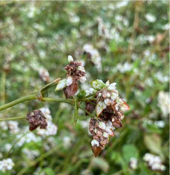 Inflorescencias de trigo sarraceno en floración y fructificación temprana. La floración es prolongada y se superpone con la formación de granos.