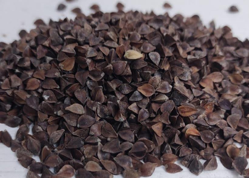 Granos de trigo sarraceno. Se destinan principalmente a alimentación humana por su alto valor nutricional y por ser naturalmente libres de gluten.