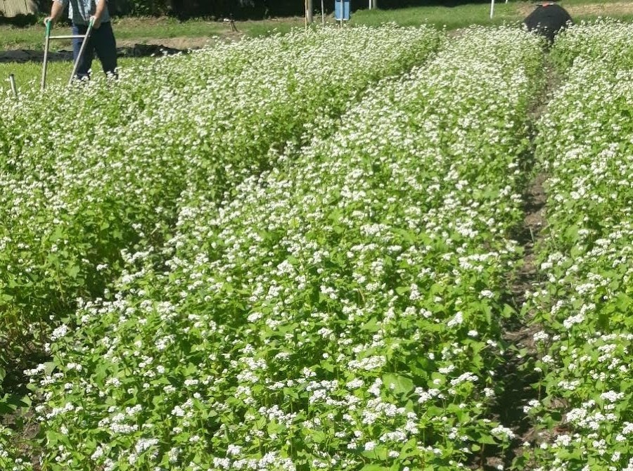 Ensayo de trigo sarraceno a campo. La rápida implantación y el cierre temprano del entresurco son características destacadas del cultivo.