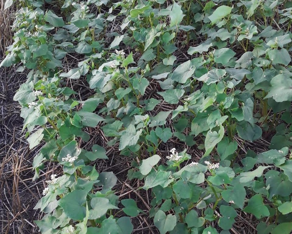 Cultivo de trigo sarraceno en floración. Su abundante floración lo convierte en un cultivo atractivo para polinizadores y biodiversidad funcional.