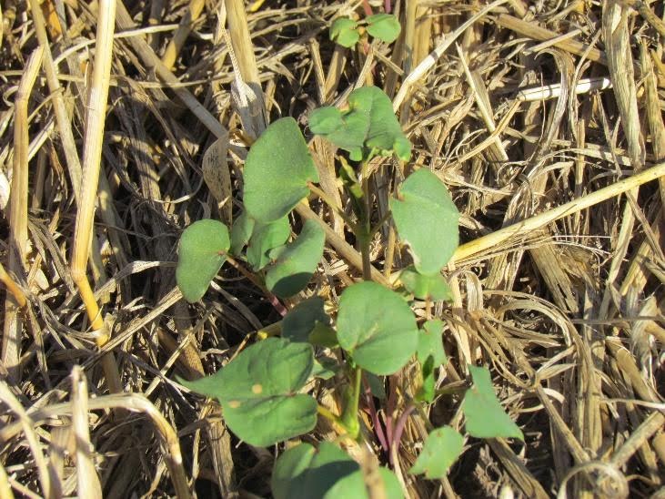 Implantación de trigo sarraceno en siembra directa. Puede sembrarse con maquinaria convencional de grano fino y se adapta bien a esquemas de bajo requerimiento de insumos.