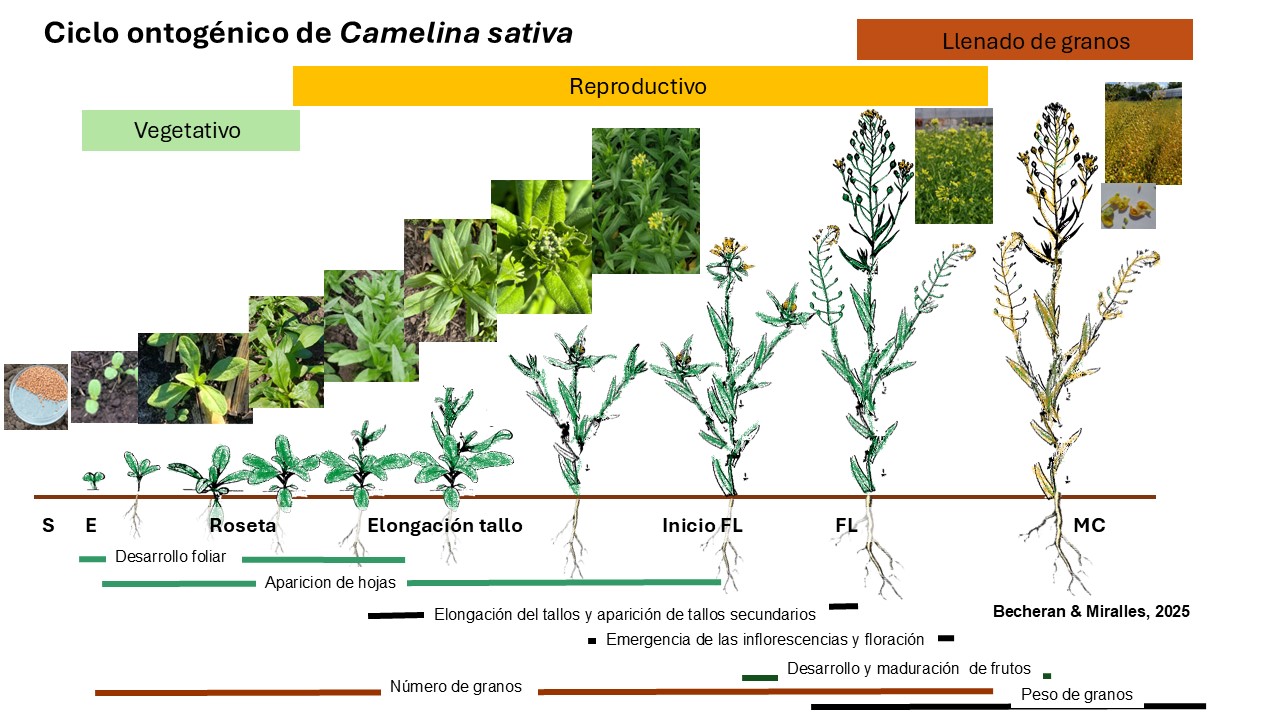Figura 1. Ciclo ontogénico de Camelina sativa, desde emergencia hasta madurez del cultivo, incluyendo las principales fases vegetativas y reproductivas. Becheran y Miralles (2025).