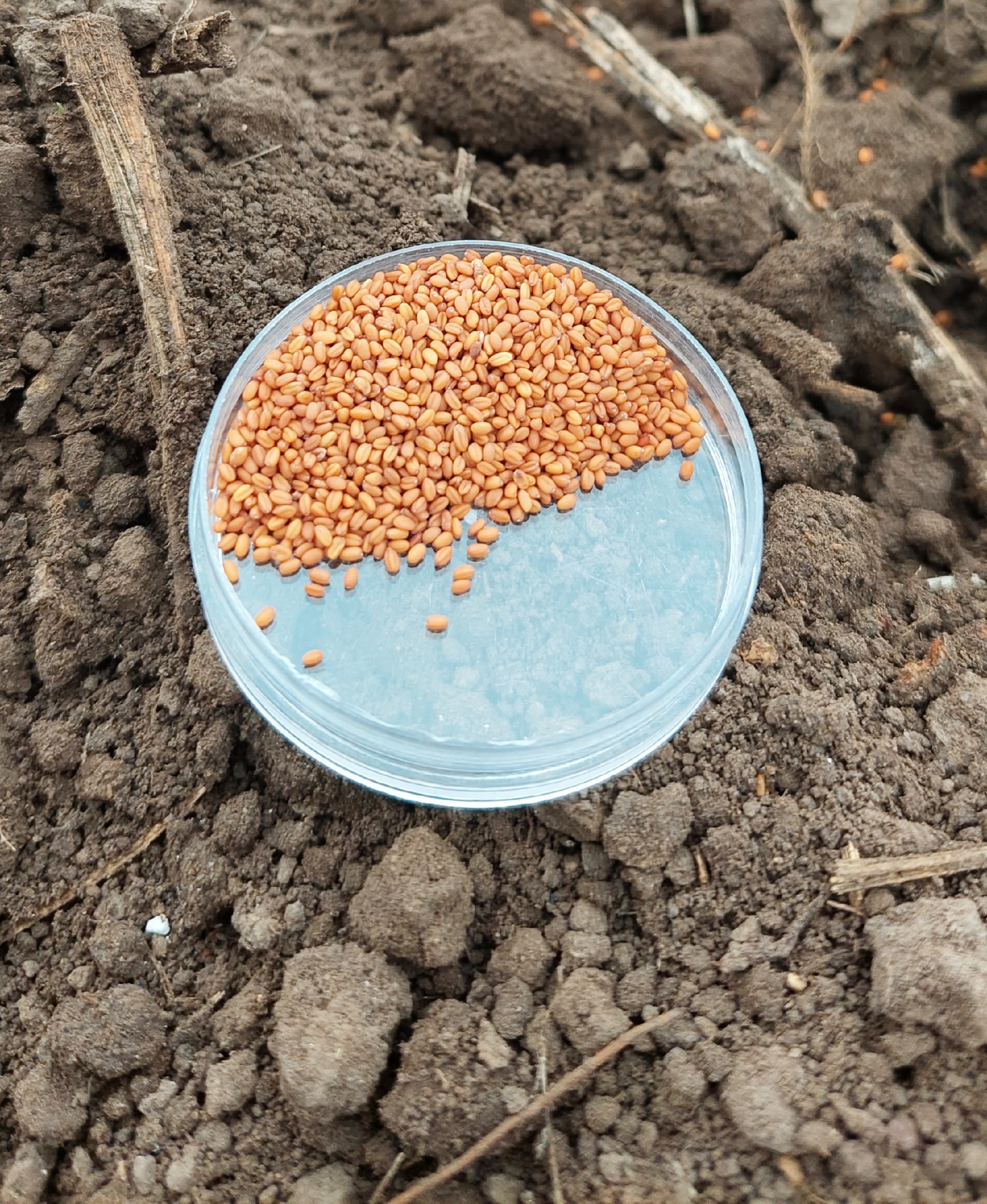 Semillas de camelina y silículas en madurez fisiológica 