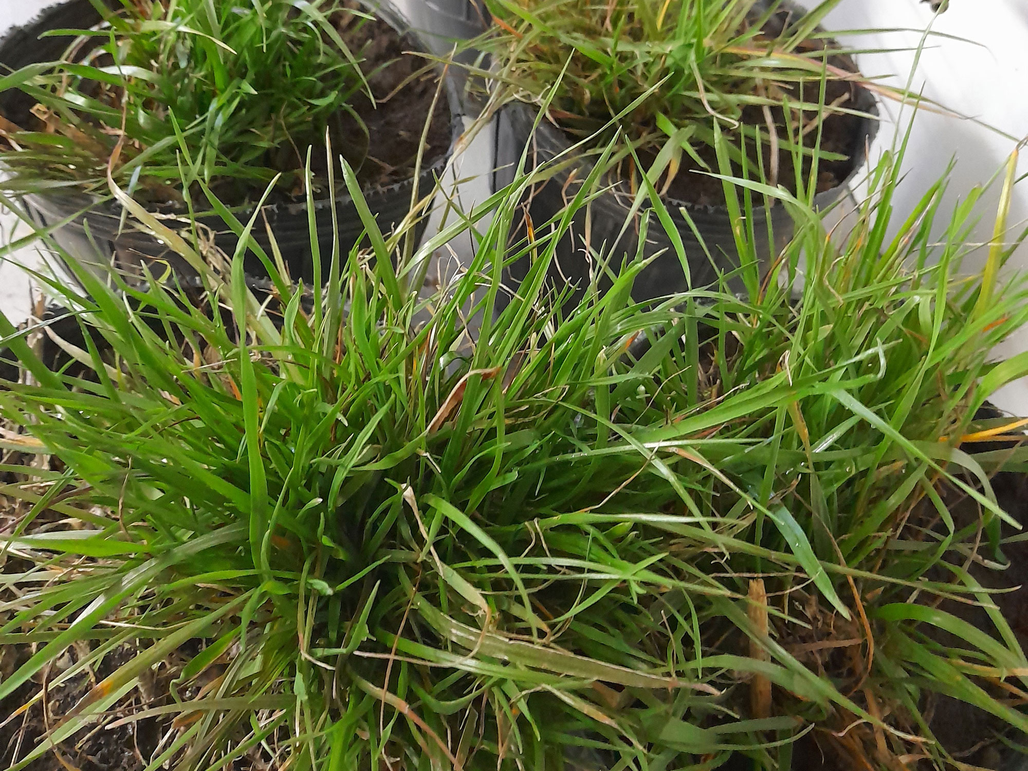 Figura 2. Plantas que sobrevivieron a la aplicación de glifosato y cletodim. Material origen para el estudio genético de la población. Fuente: G.Picapietra (INTA Pergamino)