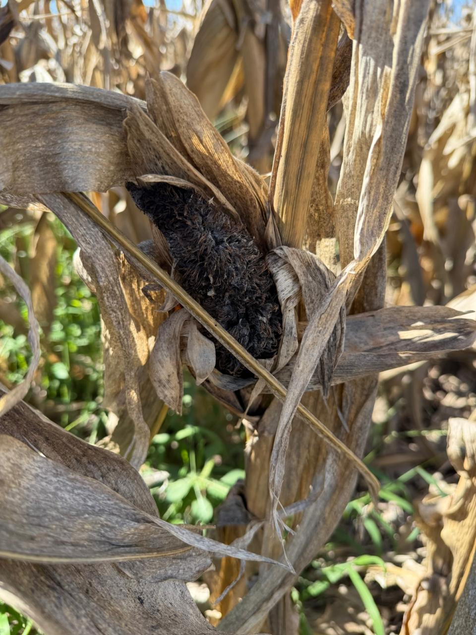 Un viejo conocido: carbón de la panoja en maíz. Los síntomas incluyen deformación y masa carbonosa en espigas. Lote en Corral de Bustos, Córdoba.