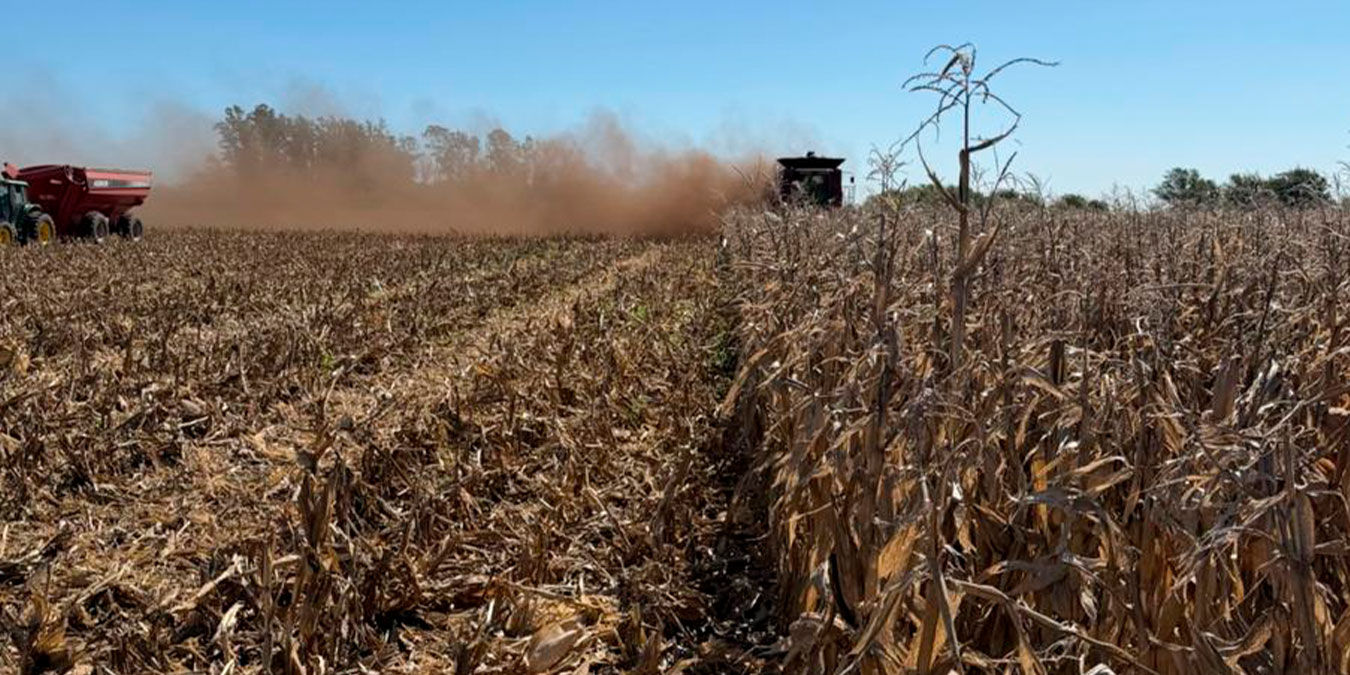 Figura 2. Dispersión de la enfermedad en el avance de la cosecha, en un lote con el 48% de incidencia, en Corral de Bustos, Córdoba.