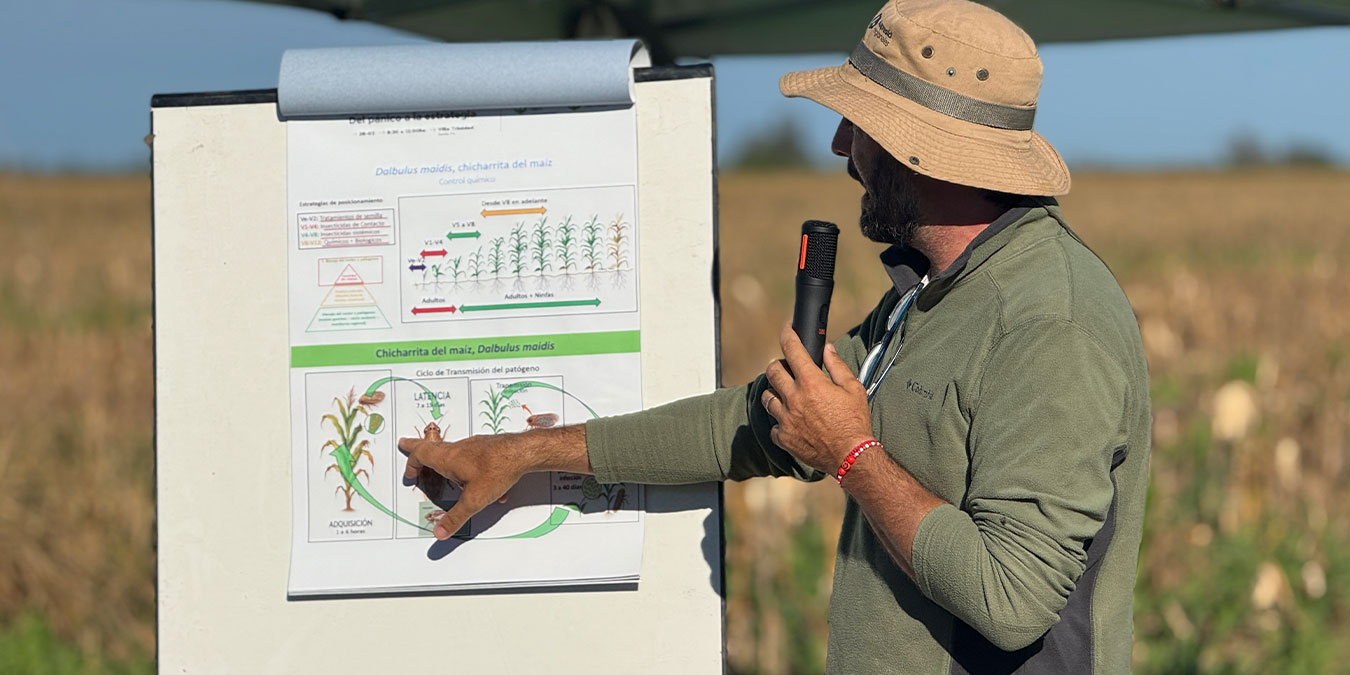 Martín Galli puso el foco en el monitoreo como la clave para decidir sobre Dalbulus maidis.