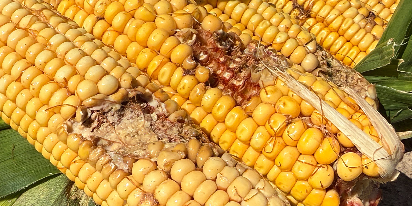 El avance de cogollero sobre las espigas delata un cambio de hábitos de la plaga y desata preocupación en el NOA.