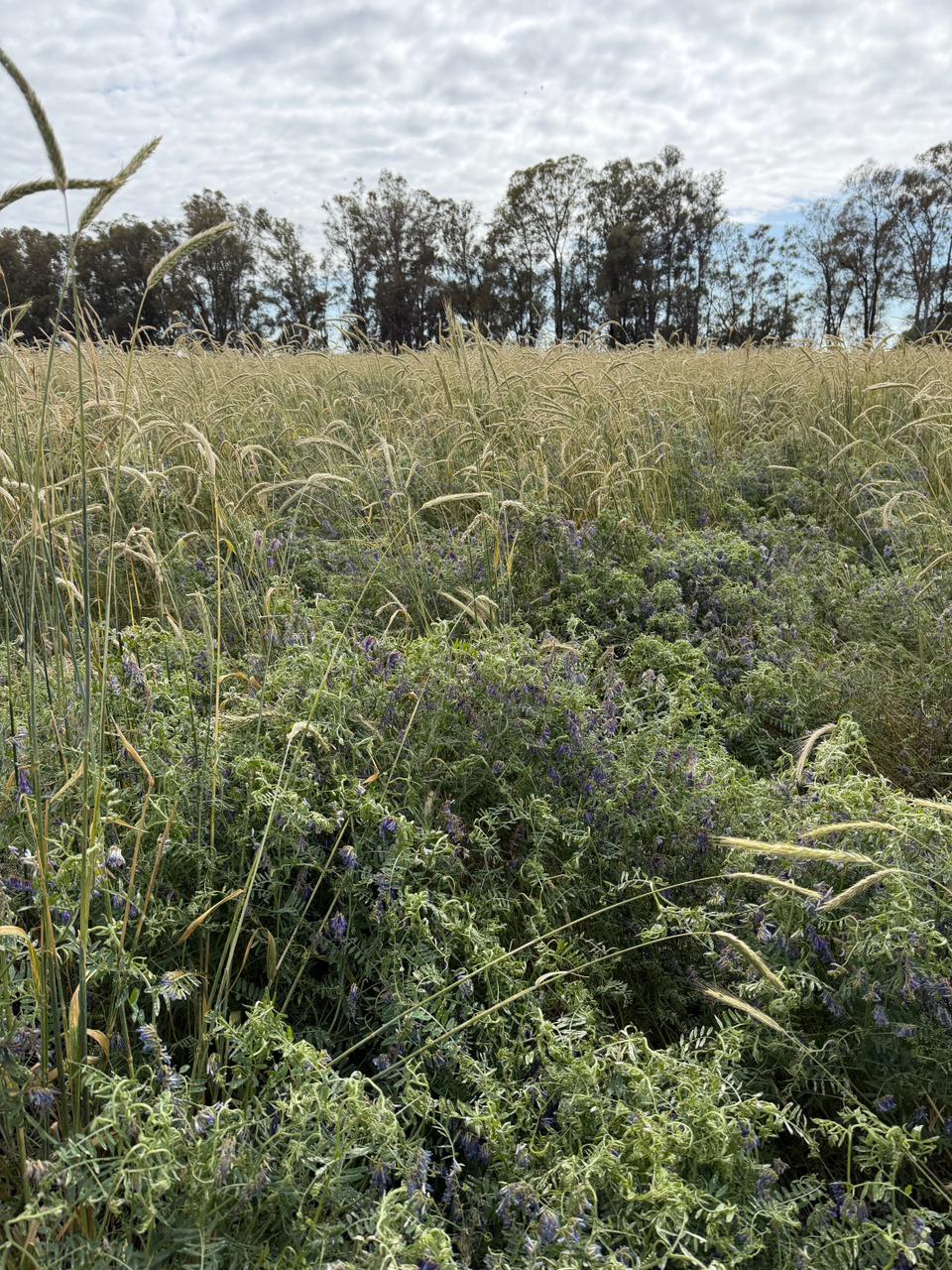 Los planteos que incorporaron cultivos de servicio y mantuvieron el suelo cubierto durante más tiempo, lograron mejores balances de carbono.
