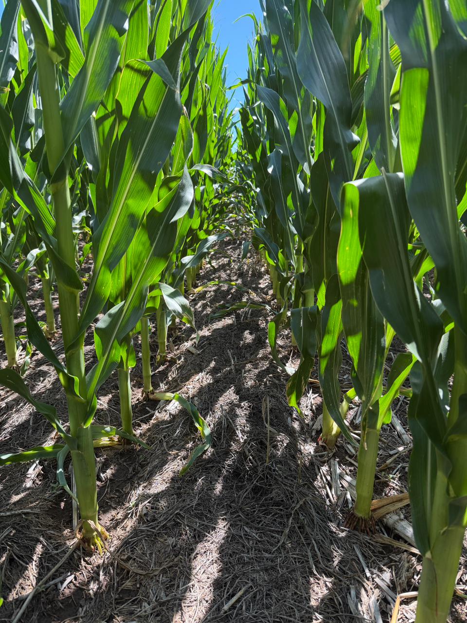 En maíz, el 60-70% de las emisiones provienen de la fertilización nitrogenada, por lo que herramientas como la fertilización variable se perfilan como estrategias para bajar la huella C del cultivo.