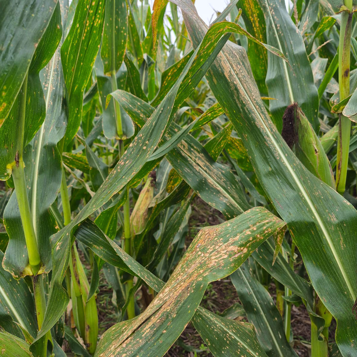 Figura 1. Lote de maíz afectado por Mancha blanca.