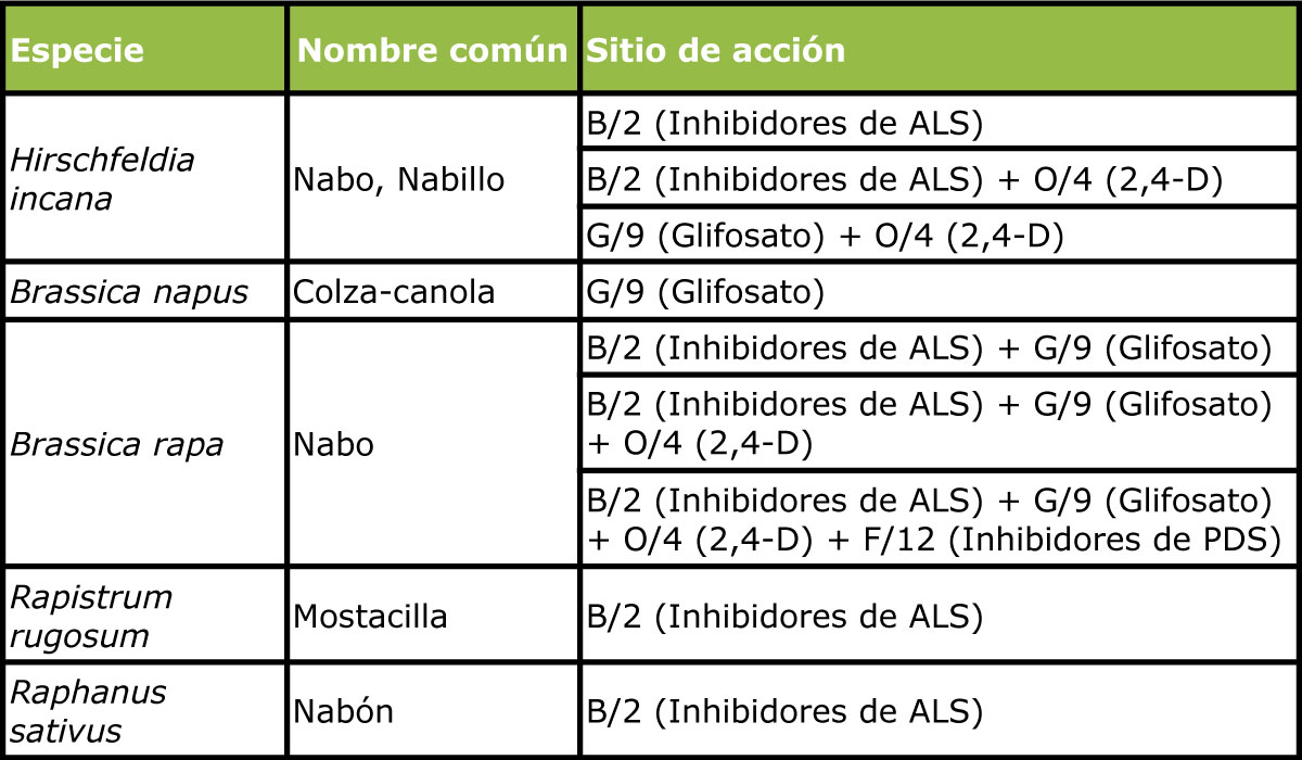 Tabla 1. Listado de especies de Crucíferas con resistencia a herbicidas en Argentina