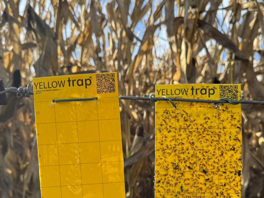 Recambio de tarjetas para el monitoreo de chicharritas en maíz tardío en madurez fisiológica. Región Centro Norte, primera quincena de junio de 2026.