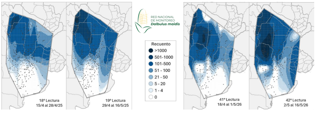 Figura 1. Mapas de calor de la abundancia relativa de Dalbulus maidis entrando al invierno en Argentina durante las campañas 2024/25 y 2025/26. Fuente: Red Nacional de Monitoreo de D. maidis.