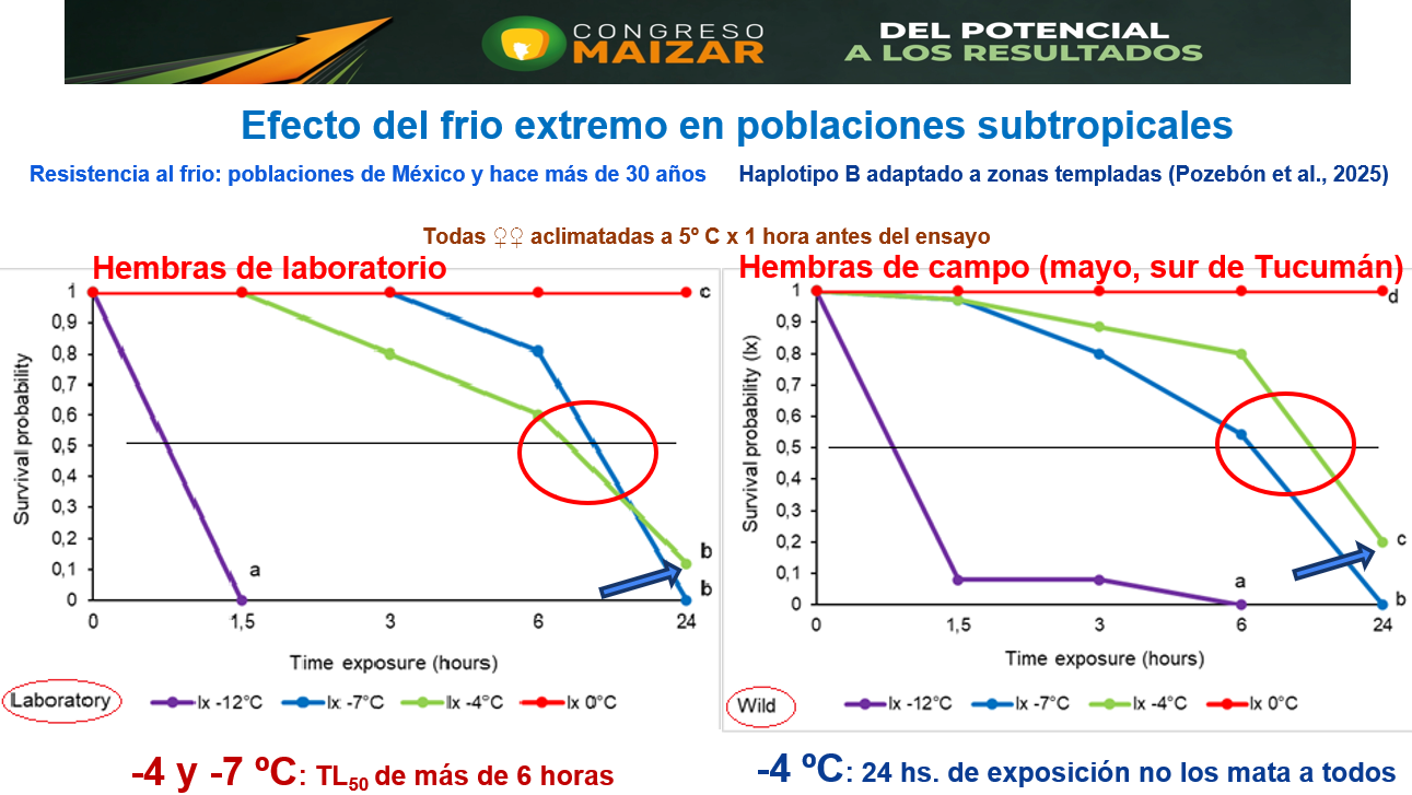 Figura 2. Efecto del frío extremo en hembras de poblaciones subtropicales de Dalbulus maidis. Fuente: Dr. Eduardo Virla, Congreso Maizar 2026.