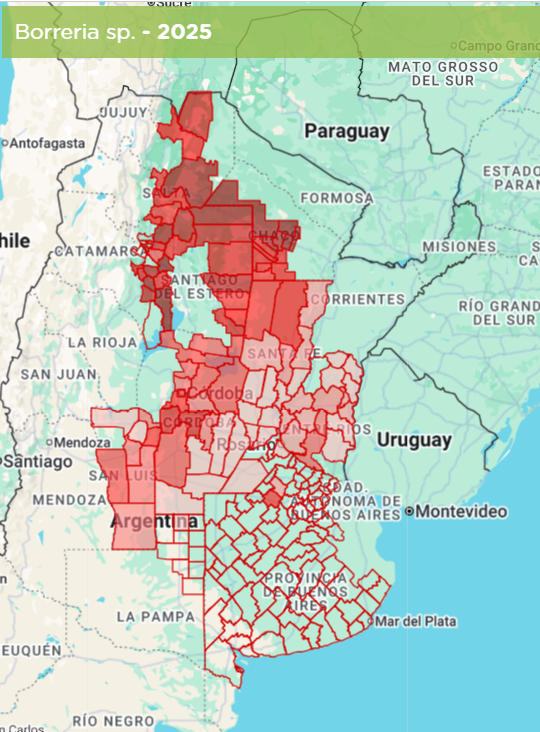 Figura 1. Mapa de abundancia de Borreria sp. en 2025. (REM-Aapresid).