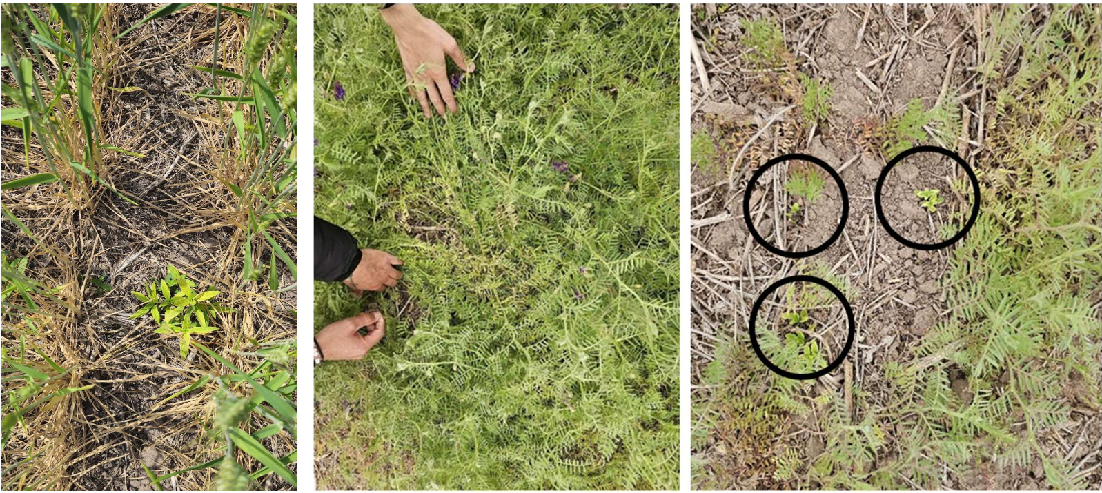 Figura 3. Nivel de cobertura del tratamiento con trigo (izquierda) y con vicia (centro) durante septiembre de 2024. Se observan rebrotes de Borreria spinosa en los espacios sin cobertura de la vicia (derecha). 