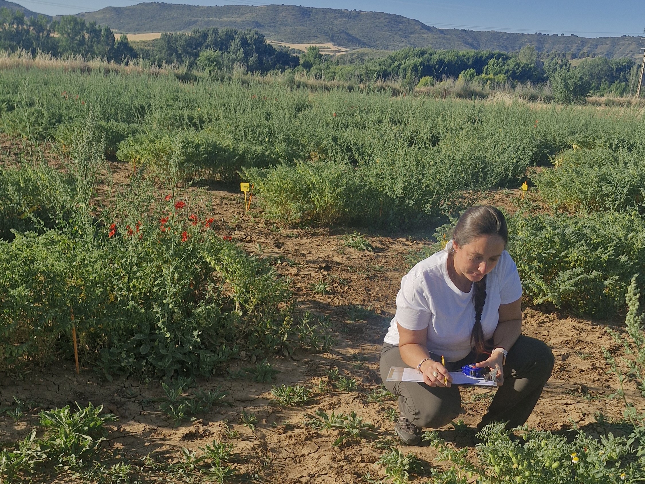 Figura 2. Evaluaciones técnicas en cultivo de garbanzo en El Encín, IMIDRA.