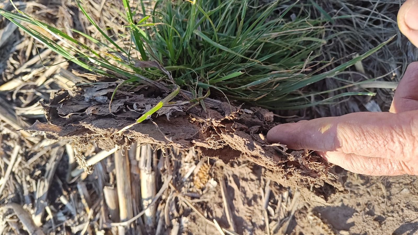 En el sur de Córdoba, la entrada de agua al suelo le puso un freno a los rindes. La causa: capas compactadas en los primeros centímetros.