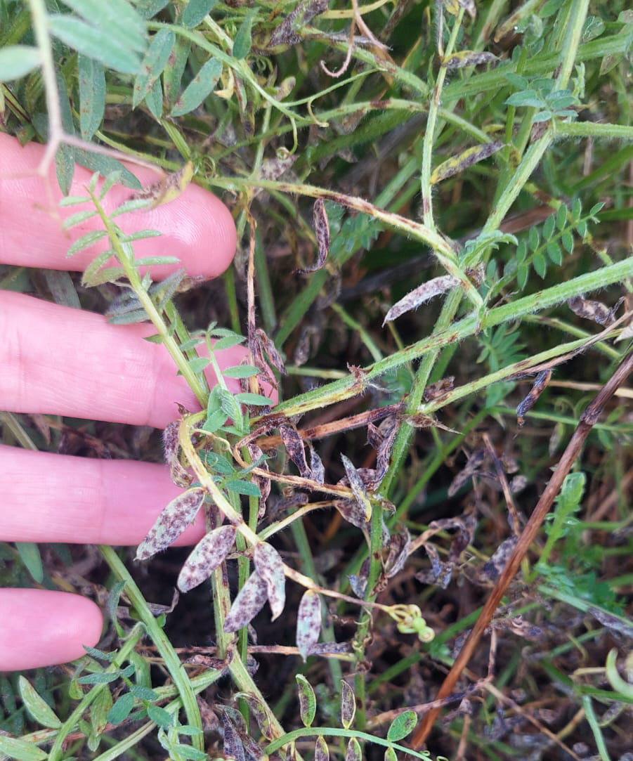 Figura 3. Lesiones foliares compatibles con Ramularia sphaeroidea en vicia. Fuente: Asesor Guillermo Divito, Regional Necochea Aapresid.