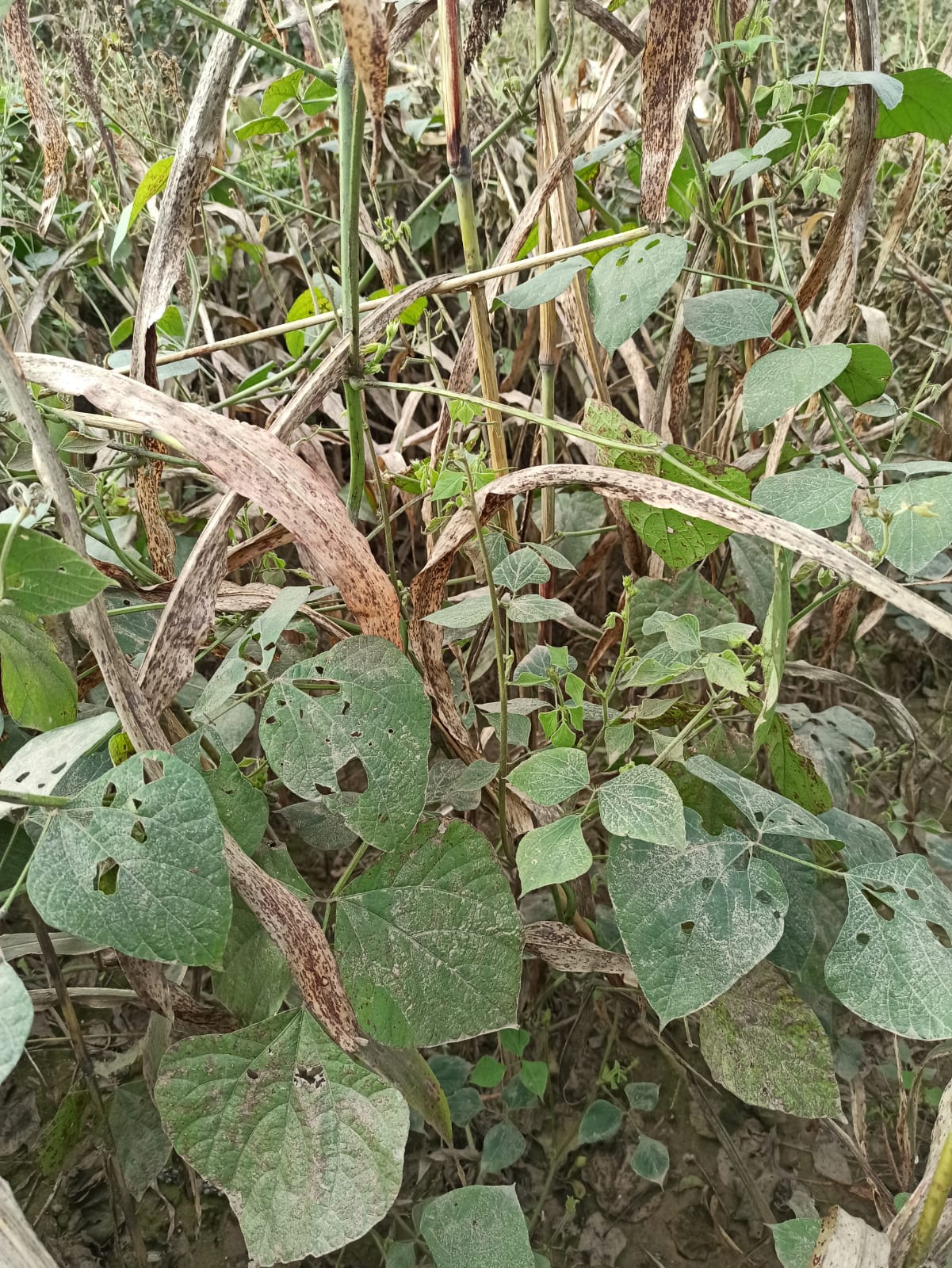 Consociación de Lablab purpureus + sorgo boliviano
