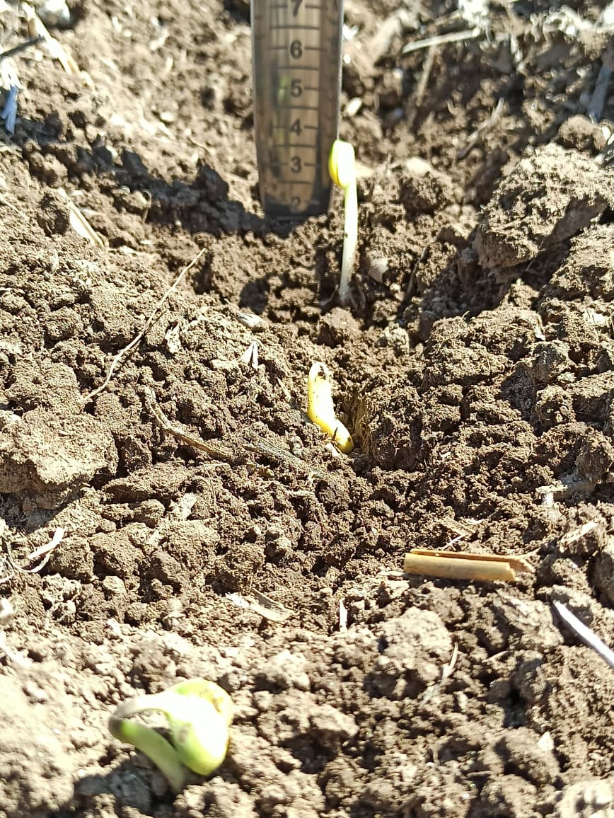Emergencias de Soja de primavera