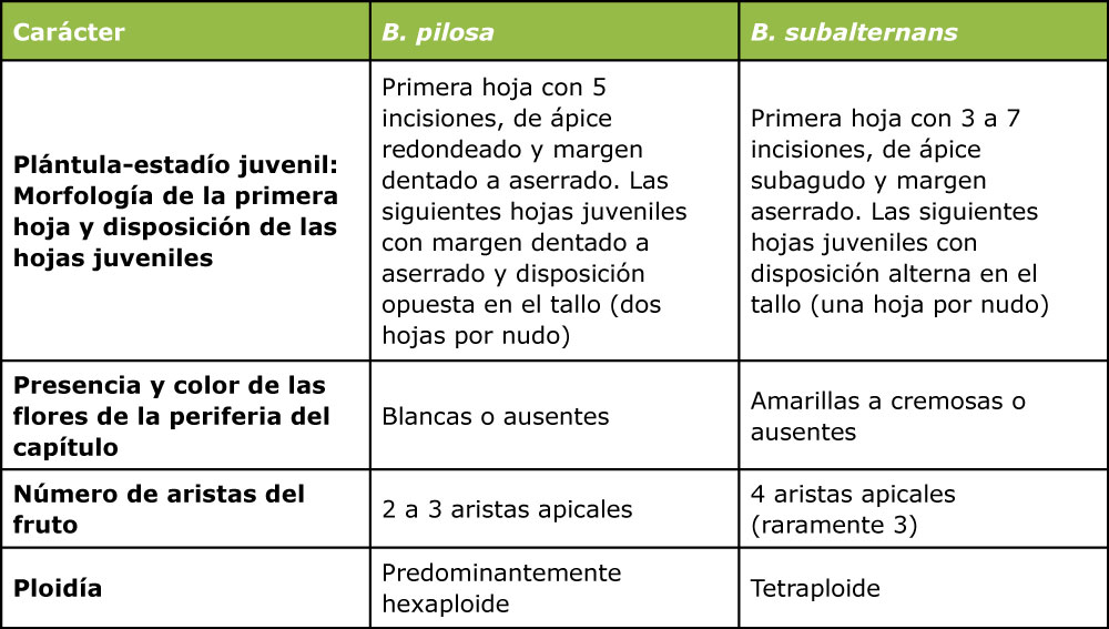 Tabla 1. Caracteres morfológicos y genómicos útiles para diferenciar Bidens pilosa de B. subalternans.