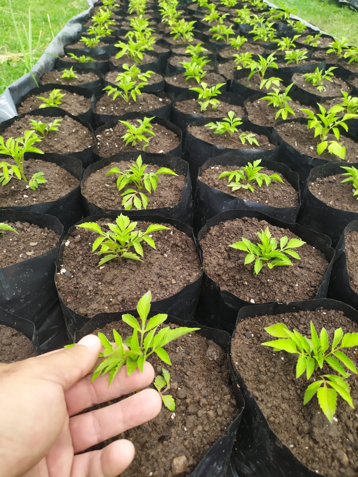 Figura 2. Ensayos tipo screening de sensibilidad en Bidens pilosa. Fuente LMA