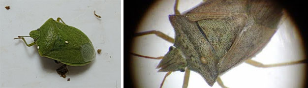 Figura 2. Individuos de Nezara viridula (izq.) y Diceraeus furcatus (der.) bajo la lupa. Fuente: Punschke, E.